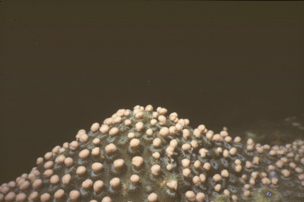 Star coral spawning sequence A, 2 of 5