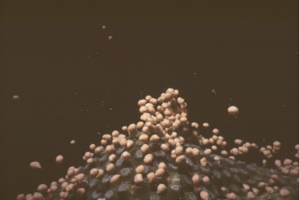 Star coral spawning sequence A, 3 of 5