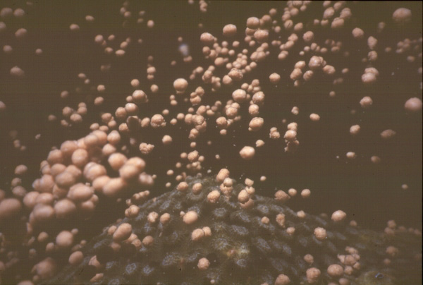 Star coral spawning sequence A, 4 of 5