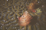 Spawning brain coral with Christmas tree worm