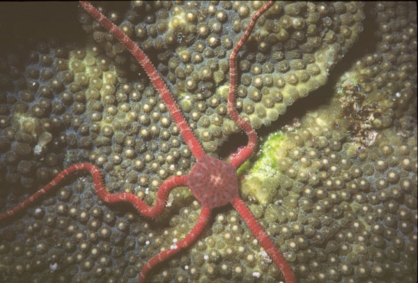 Brittlestar on spawning star coral