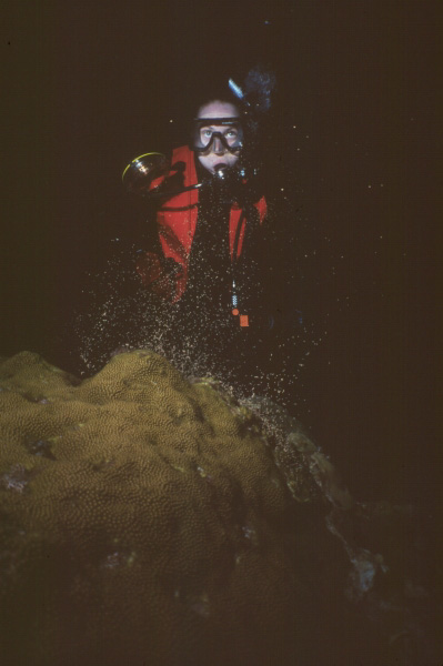 Diver and spawning coral head