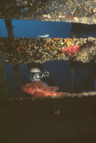 Diver and barbfish on the "Pete Tide" Pensacola, Florida