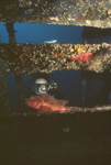 Diver and barbfish on the "Pete Tide" Pensacola, Florida