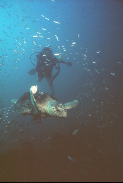 Loggerhead turtle at "Three Barges" Pensacola, Florida