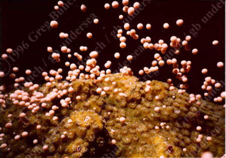 Mountainous star coral spawning at the Flower Gardens